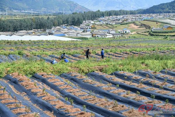 针对甲维茚虫威卷叶虫的防治难题：为何卷叶虫难以消灭及应对之策