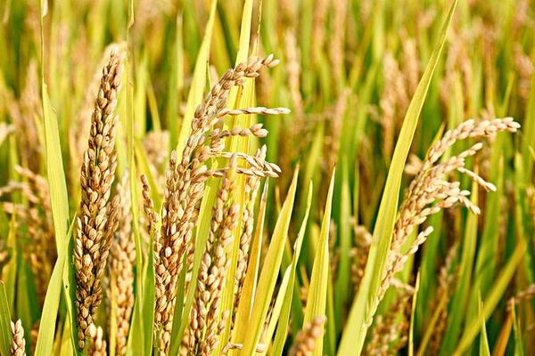 百泰可以和叶面肥混用吗 溴菌腈和什么混用好
