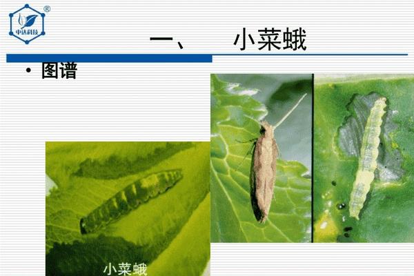 鱼塘消毒必备：氯氟氰菊酯的使用与管理