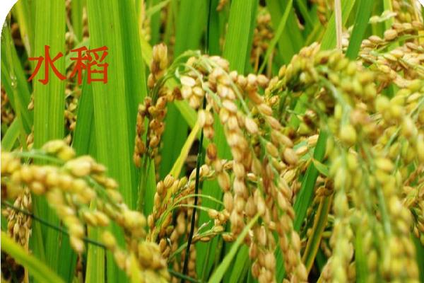 荷甲焦点战：维迪斯挑战阿贾克斯——赛场风云与战术解析