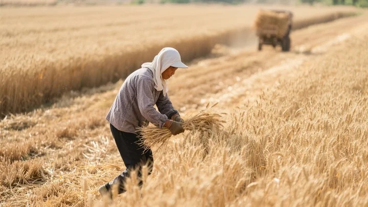 田梗边种什么花好看