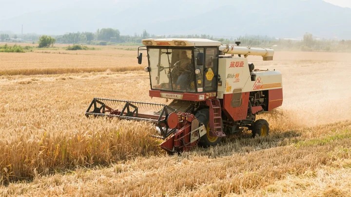农药英纳光谱杀菌剂怎么用?番茄种植户实测省钱方案