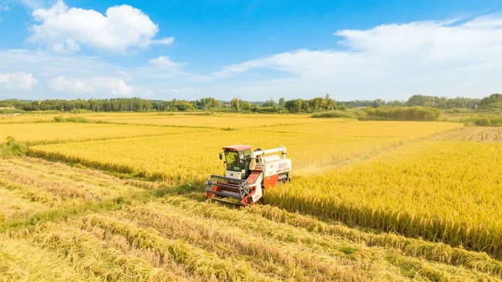 红艳农药火龙果打什么杀虫 红心火龙果打药
