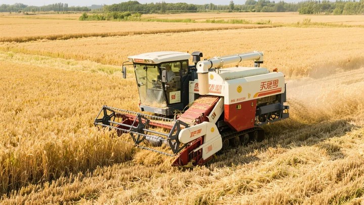 花生超生婆能不能控旺