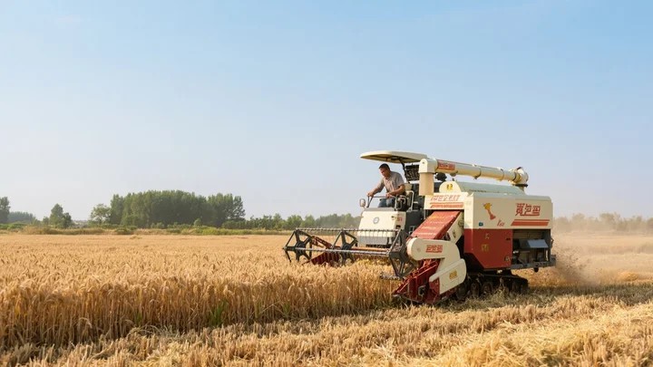 荞头对什么农药敏感 荞头有杀菌作用吗