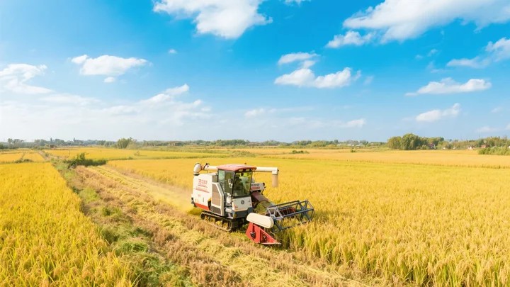 种什么花易怀孕