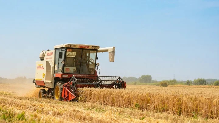 种什么花易怀孕