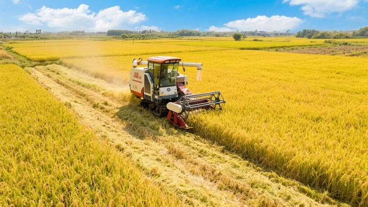 葡萄灰霉病黑斑病 葡萄灰霉病黑斑病怎么治