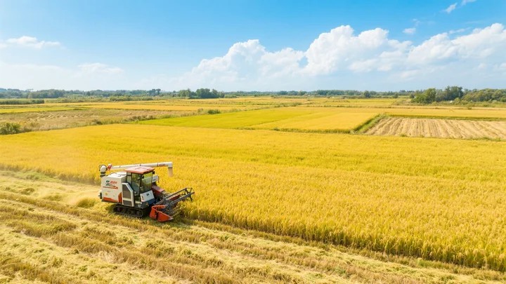 黄瓜蔓枯病和灰霉病的区别 黄瓜蔓枯病和灰霉病的区别是什么