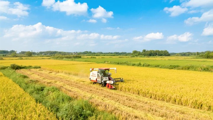 辣椒蓟马用什么药 辣椒蓟马用什么药好