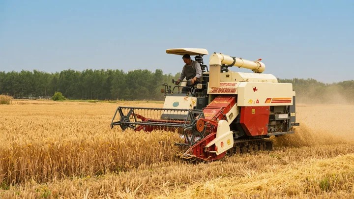 睢宁收麦子后种什么菜