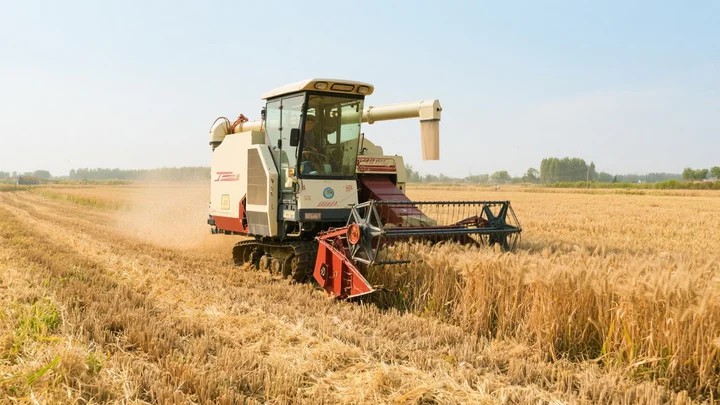 葱锈病发病部位 葱锈病发病部位