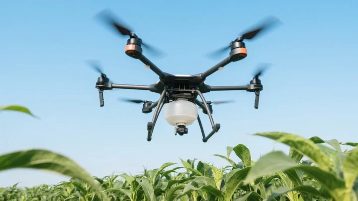 花生白粉病的症状 花生白粉病的症状是什么