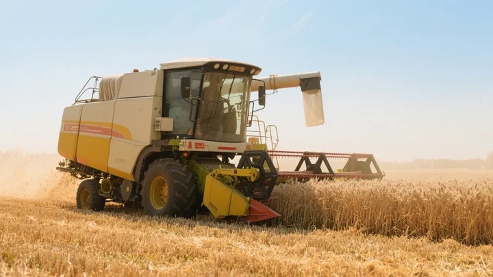 灰霉病的克星西红柿 西红柿灰霉病传播途径