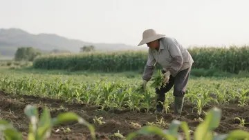 用种子繁殖的苗木称作什么农药