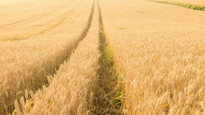 豆苗黄叶多菌灵可以治吗