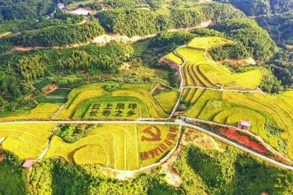什么农药对枇杷树过敏 什么农药对枇杷树过敏最好