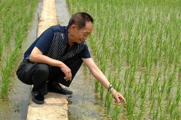 五黑鸡的营养价值 五黑鸡的营养价值高吗