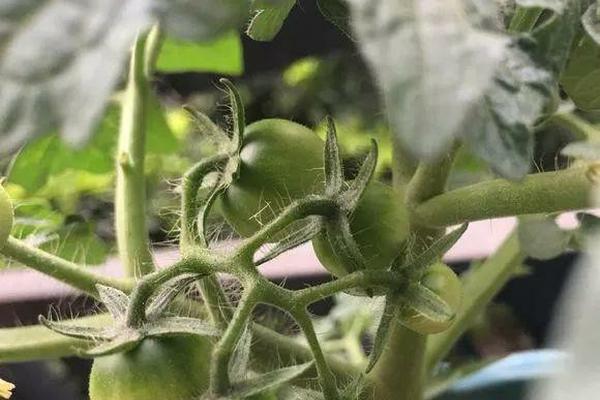 昂刺鱼有毒的黑线在哪，如何鉴别野生昂刺鱼