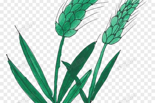 棉的玲虫用什么农药杀
