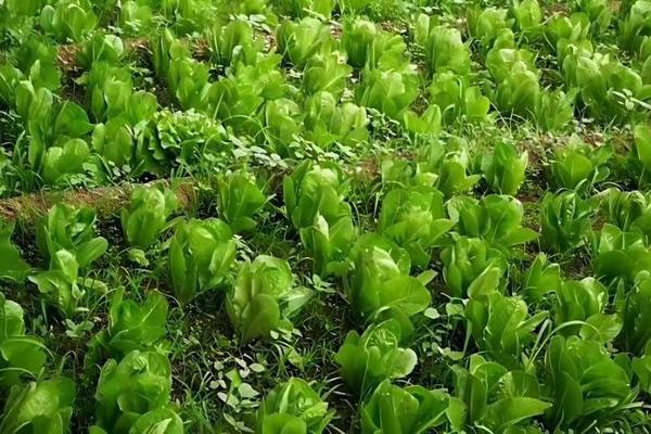 山药豆发芽了怎么种植 
