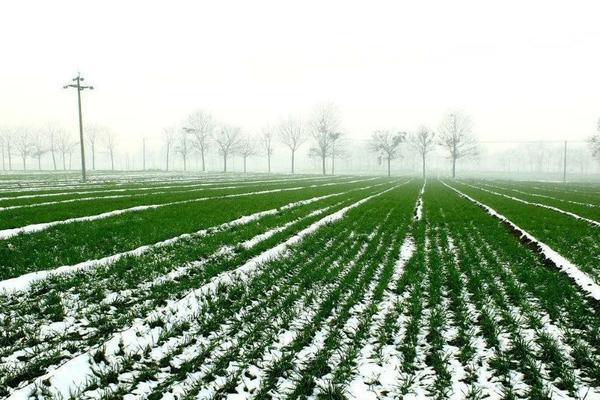 敌草快价格高低 敌草快批发价格1000毫升