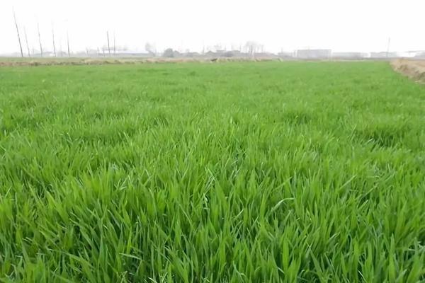 种植冬瓜要注意什么，冬瓜采收时间和注意事项