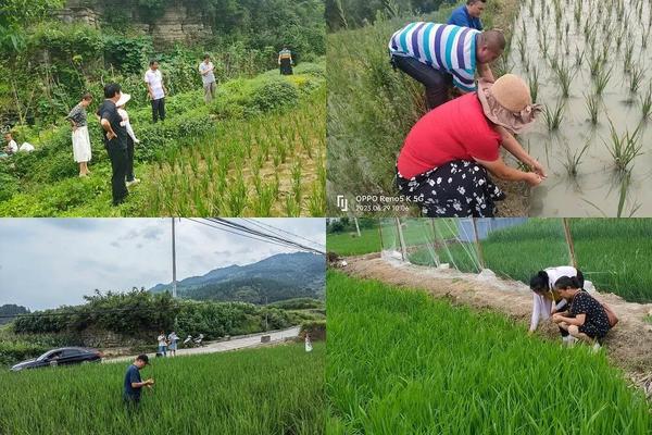 水稻在施肥当中用硫酸钾好，还是用氯化钾好呢？