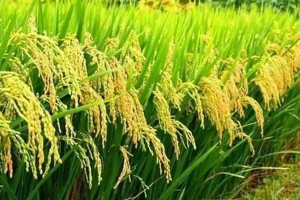 迎春花花期多长时间富经