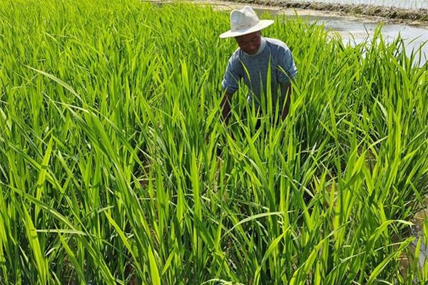 草甘磷除草剂市场 草甘磷除草剂价格
