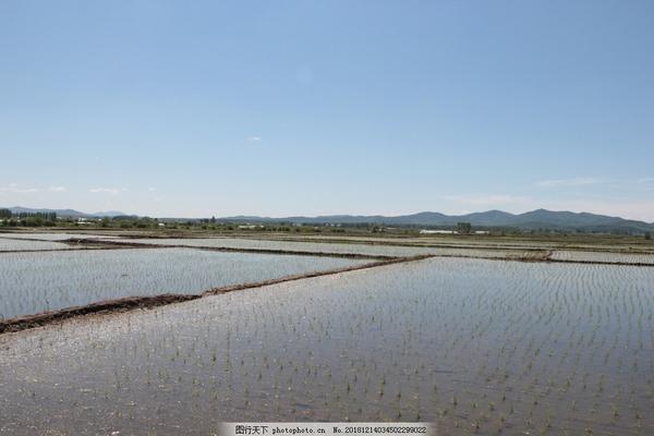 怎么种红豆