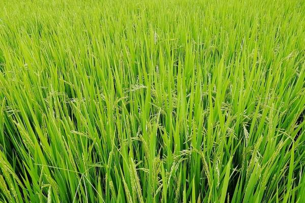 小麦锈病怎么治打几次药