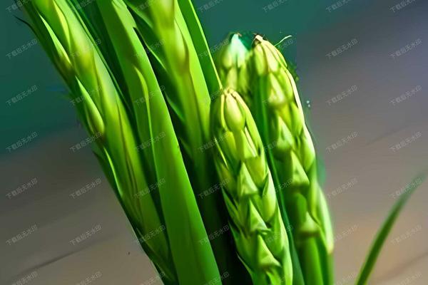 家庭绿豆芽种植方法