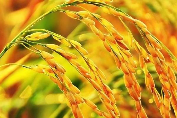 苹果腐烂病的防治方法 苹果腐烂病病原菌