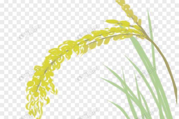 清香木好养吗养殖方法和养护要点