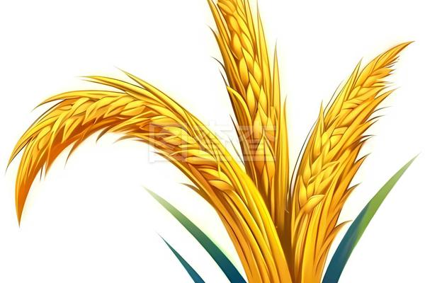油菜花什么时候收割，油菜花什么季节开