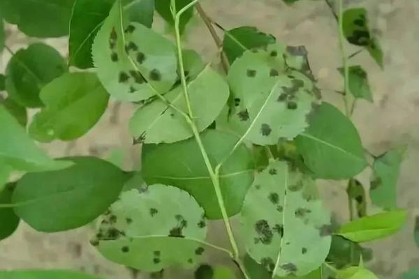 高氯甲维盐毒性大吗 高氯甲维盐中毒解毒方法