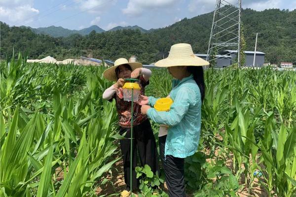 紫荆花什么时候扦插