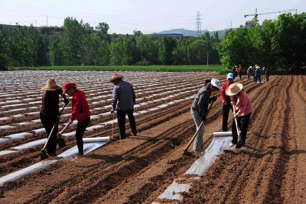 火龙果价格多少钱一斤火龙果价格6 