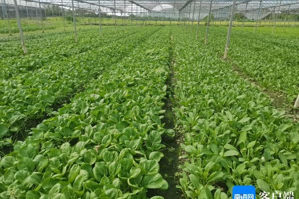 农药原药的使用方法(小胖墩农药使用方法)