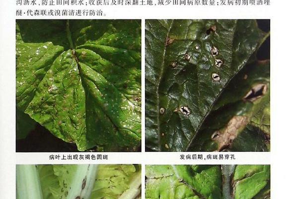 胡萝卜特别大是转基因的吗