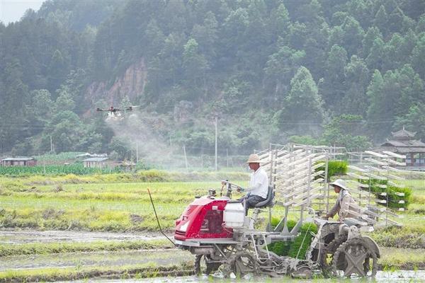 施肥对茶叶品质的影响